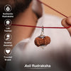 15 Mukhi Nepali Rudraksha - Pandrah Mukhi