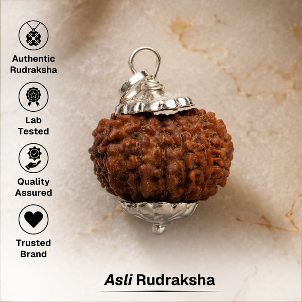 16 Mukhi Nepali Rudraksha - Solah Mukhi