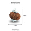 16 Mukhi Nepali Rudraksha - Solah Mukhi